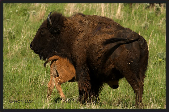 American Bison (Bos bison), Cow and Calf